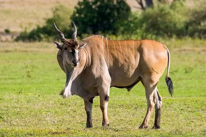Small Group Serengeti and Ngorongoro Crater Adventure Safari - Ngorongoro: why the crater feels so different