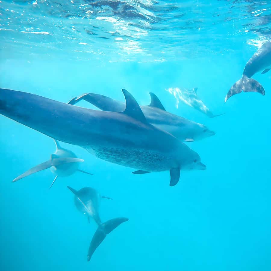 Snorkel Mnemba’s Reefs & Swim with Dolphins Adventure - Key things to know before you go