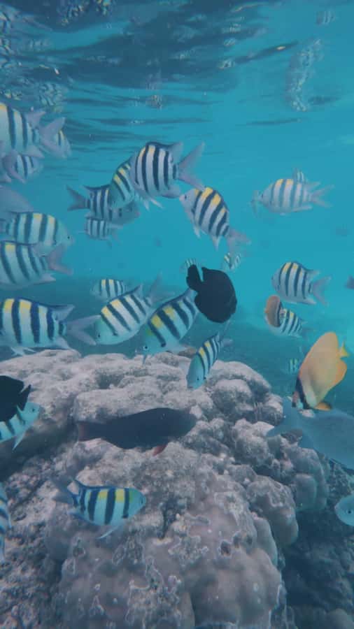 Snorkel Mnemba’s Reefs & Swim with Dolphins Adventure - Mnemba Island Snorkeling from Muyuni Beach: what makes it special