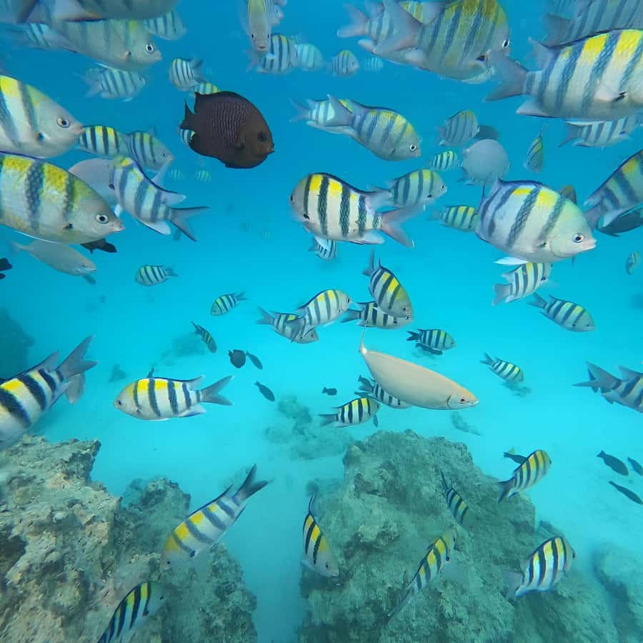 Snorkel Mnemba’s Reefs & Swim with Dolphins Adventure - The boat ride experience: where you get the Zanzibar feel