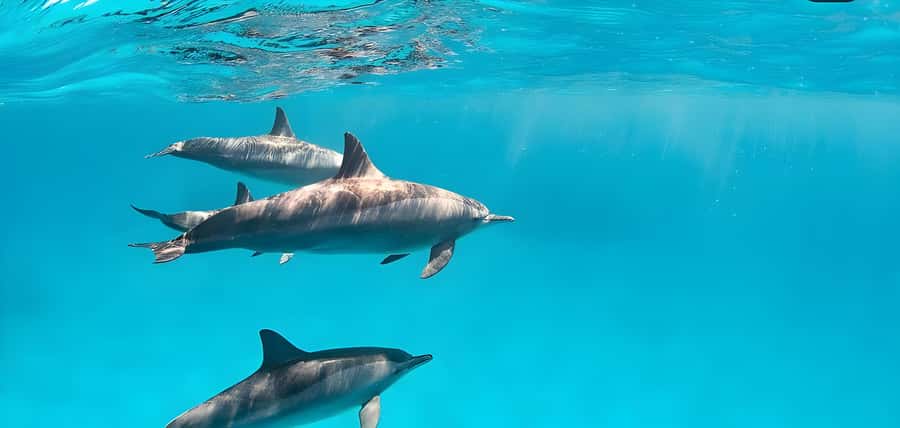 Snorkeling and swimming with dolphins in mnemba island - Key Things You’ll Notice on This Mnemba Tour
