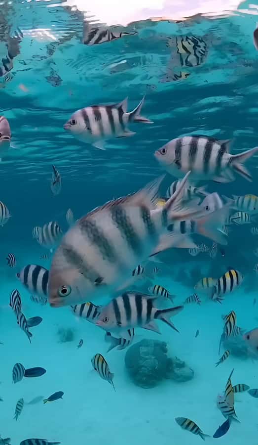 Snorkeling and swimming with dolphins in mnemba island - Where Mnemba Island Fits in Zanzibar