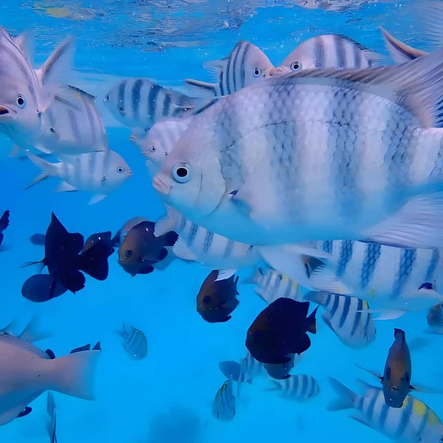 Snorkeling and swimming with dolphins in mnemba island - The Speedboat Ride to Mnemba Atoll