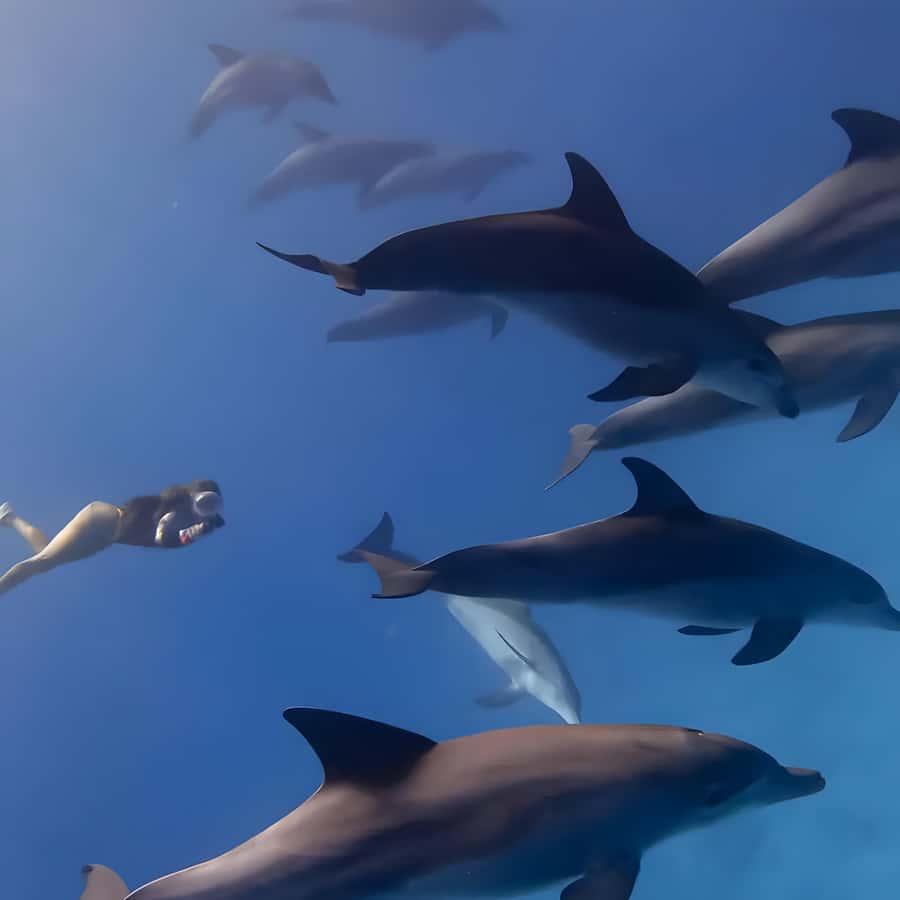 Snorkeling and swimming with dolphins in mnemba island - Marine Life Chances Beyond Dolphins