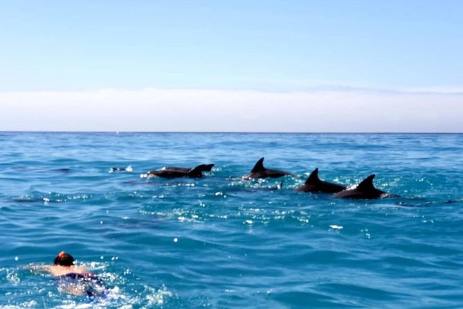 Snorkeling at Mnemba Atoll - Price and timing: what your $95 buys in real life
