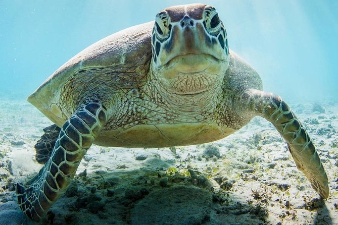 Snorkeling at Mnemba Atoll - Snorkeling around Mnemba Island: what to look for, and how long to stare