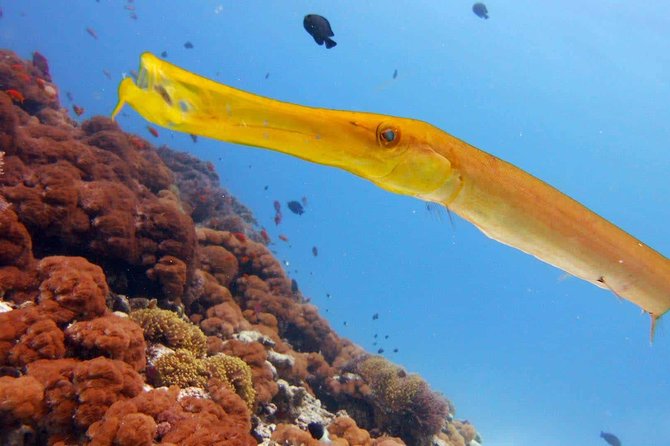 Snorkeling at Mnemba Atoll - The seafood lunch: where it happens and why it feels part of the day