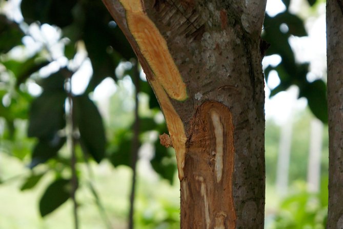 Spice and Fruit Tour - Spice and fruit, the Zanzibar half-day that stays practical