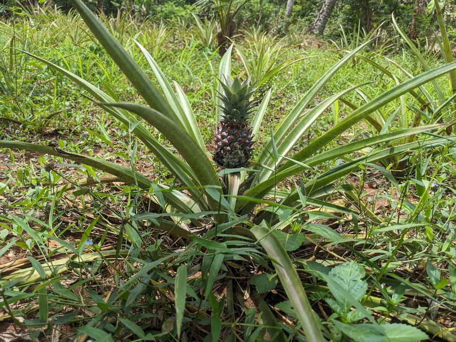 Spice Farm Bike Tour: Pedal Through Aromatic Adventures - Who This Tour Fits Best, and Who Should Pass