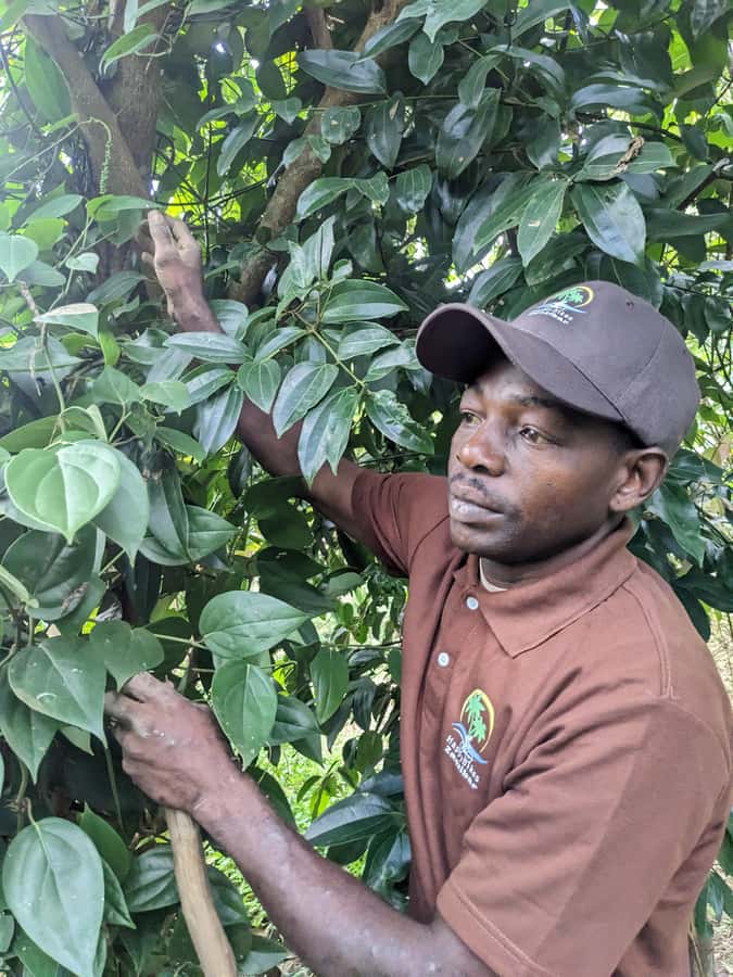 Spice Farm Bike Tour: Pedal Through Aromatic Adventures - Masingini Forest Return: Colobus Monkeys and Birds in the Trees