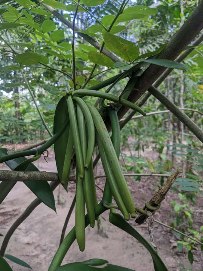 Spice Farm Bike Tour: Pedal Through Aromatic Adventures - Bike Ride Reality Check: 14 km Each Way, Hills, and Road Texture