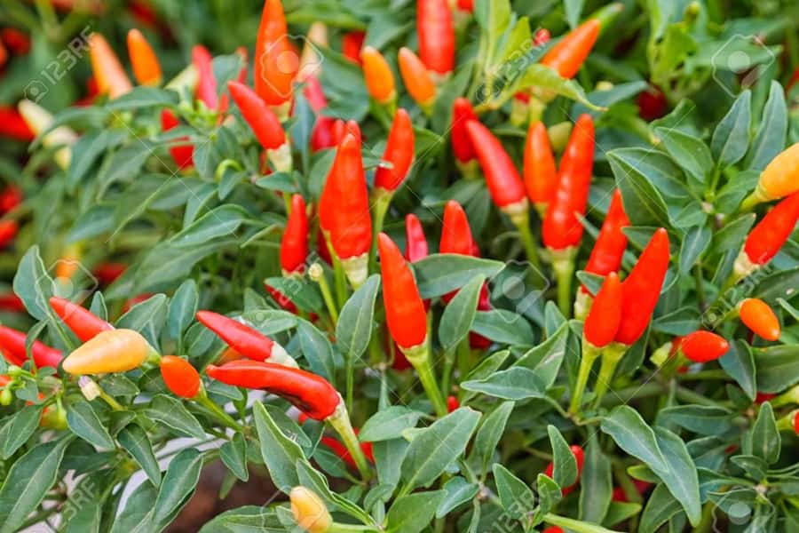 Spice Farm - spice up your life in Zanzibar - Key Points Worth Planning For