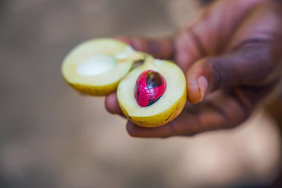 Spice Farm - spice up your life in Zanzibar - Zanzibar’s Spice Roots, Without the Museum Vibe