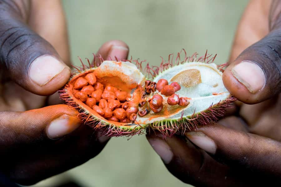 Spice Farm - spice up your life in Zanzibar - Price and Value: Is $60 Actually Fair?