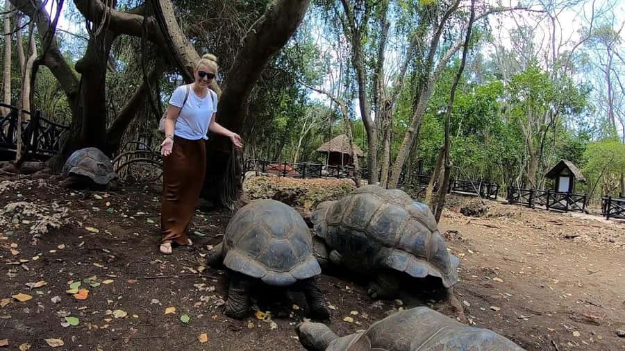 Spice farm,Stone town and Jozani forest tour with lunch - Key highlights you will feel fast