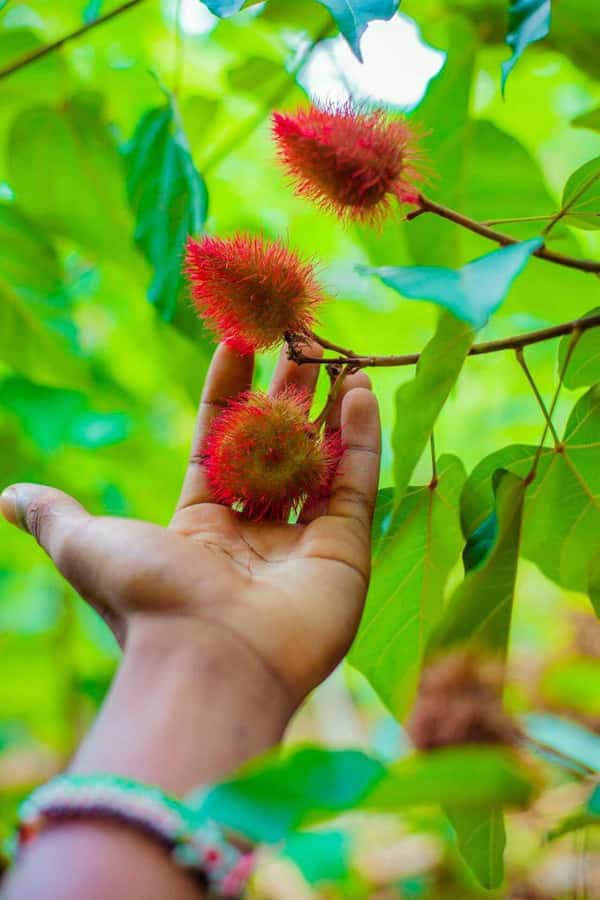 Spice farm,Stone town and Jozani forest tour with lunch - Cash-only spice shopping, plus the rules that keep it safe