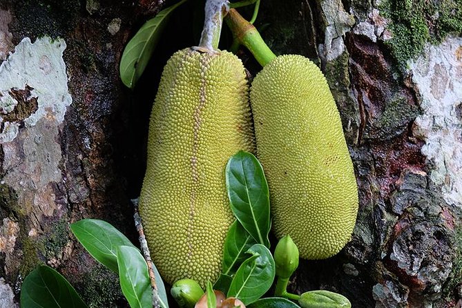 Spice Farm Tour -Half Day - Key Points Before You Go