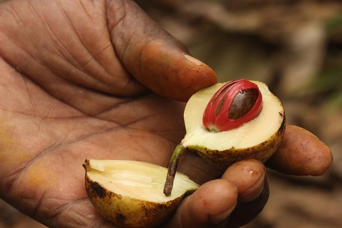 Spice Farm Tour -Half Day - Why This Half-Day Spice Farm Walk Fits Zanzibar