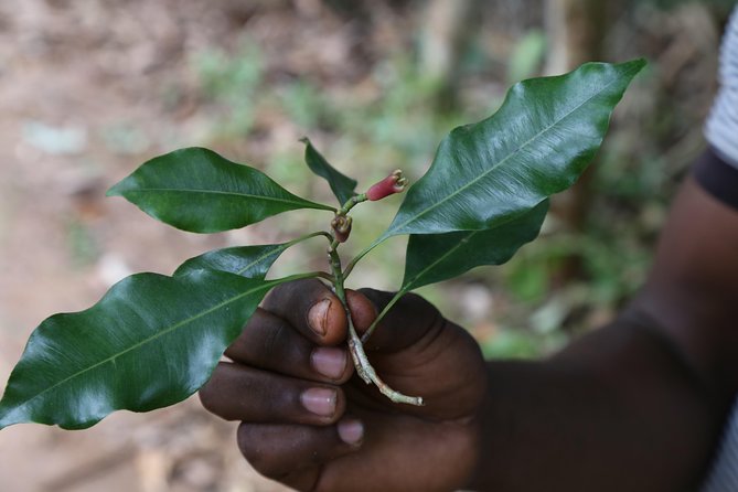 Spice Tour of Zanzibar - Key Things to Know Before You Go