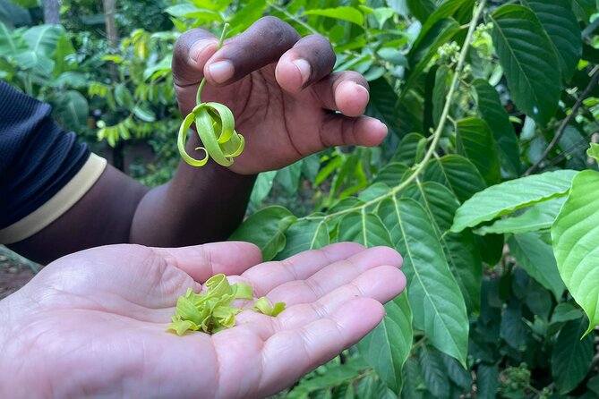 Spice Tour, Stone Town and Prison Island - How the guide and private group feel during the day