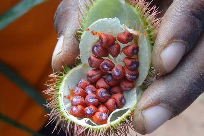 Spice Tour, Stone Town and Prison Island - Tangawizi Spice Farm and the plants behind Zanzibar’s kitchen