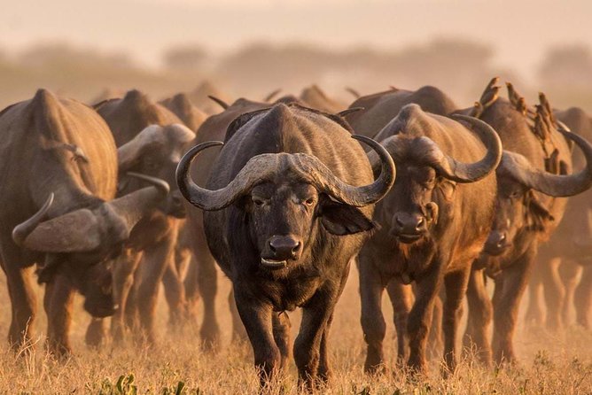 Spotting Africa Big Five (5) animals. - Tarangire National Park: elephants, baobabs, and lion country