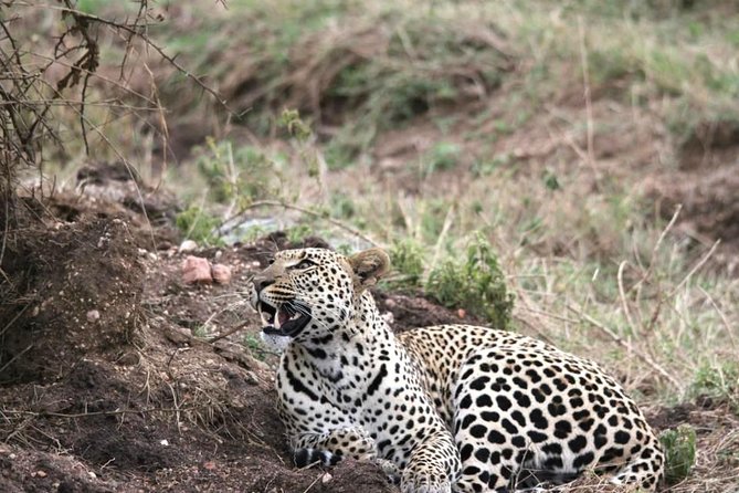 Spotting Africa Big Five (5) animals. - Price and value: is $1,410 per person fair for this setup?
