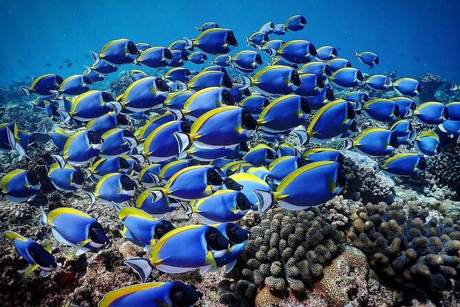 Starfish Adventure; The Rock Restaurant; Kuza Cave, Salaam Cave - Michamvi and the Coral Garden: where starfish snorkeling gets real time