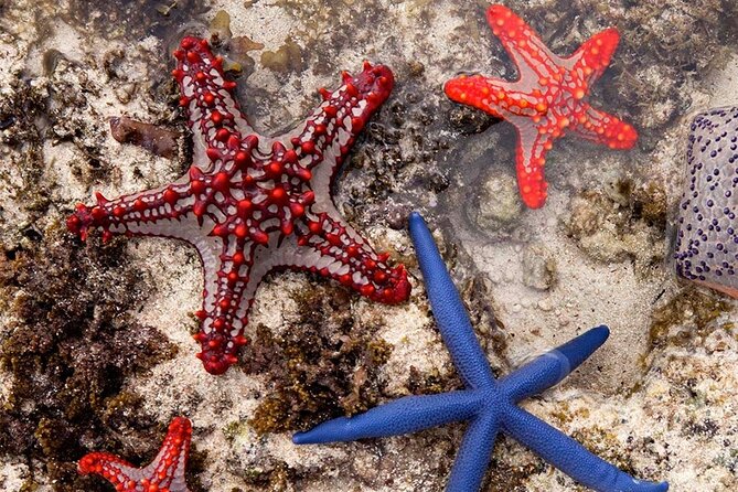 Starfish Beach; The Rock; Kuza Cave; Paje Beach; Salaam Cave Tour - Key highlights at a glance