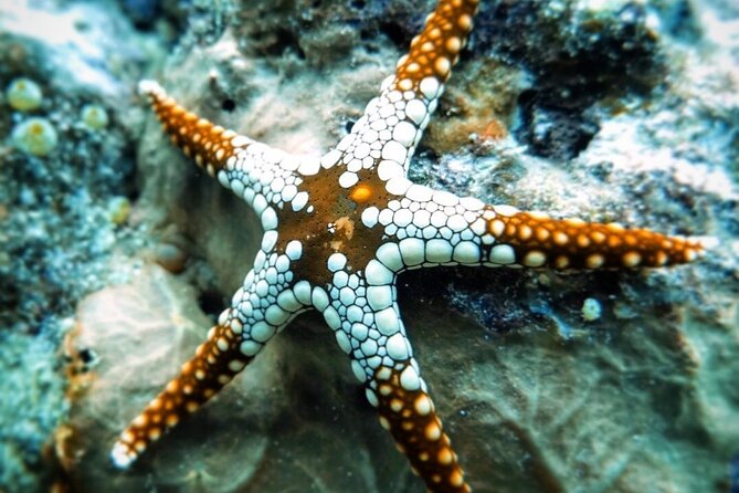 Starfish Beach; The Rock; Kuza Cave; Paje Beach; Salaam Cave Tour - A full-day plan that actually changes pace