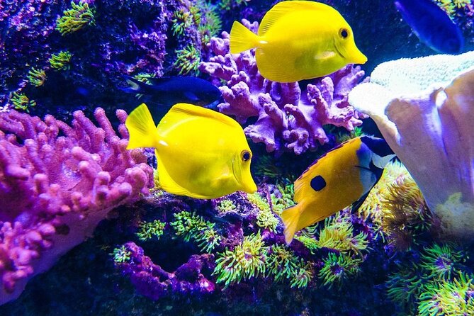 Starfish Beach; The Rock; Kuza Cave; Paje Beach; Salaam Cave Tour - Lunch at The Rock Restaurant: big ocean views, smaller warning on cost