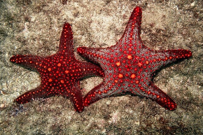 Starfish Beach; The Rock; Kuza Cave; Paje Beach; Salaam Cave Tour - Salaam Cave Aquarium near Kizimkazi Beach: the sea turtle finale