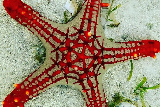 Starfish Beach; The Rock; Kuza Cave; Paje Beach; Salaam Cave Tour - Price and value: what $150 really covers