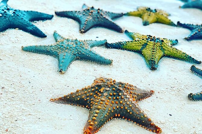 Starfish Beach; The Rock; Paje Beach; Jozani Forest; Salaam Cave - Paje Beach: hammocks, chairs, and real beach time