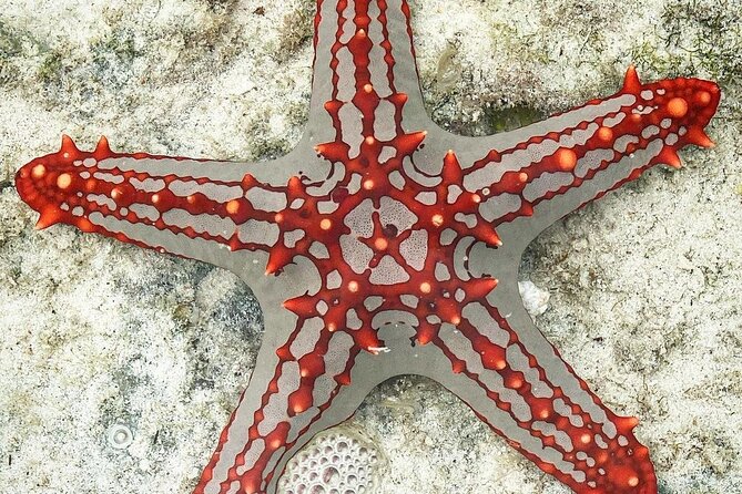 Starfish Beach; The Rock; Paje Beach; Jozani Forest; Salaam Cave - Jozani Chwaka Bay National Park: mangroves, mahogany, and wildlife chances