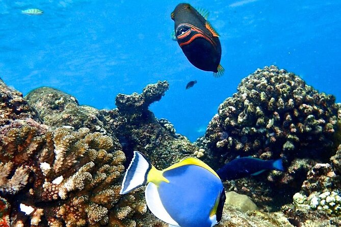 Starfish Beach; The Rock; Paje Beach; Jozani Forest; Salaam Cave - Salaam Cave Aquarium near Kizimkazi: sea turtles in a controlled visit