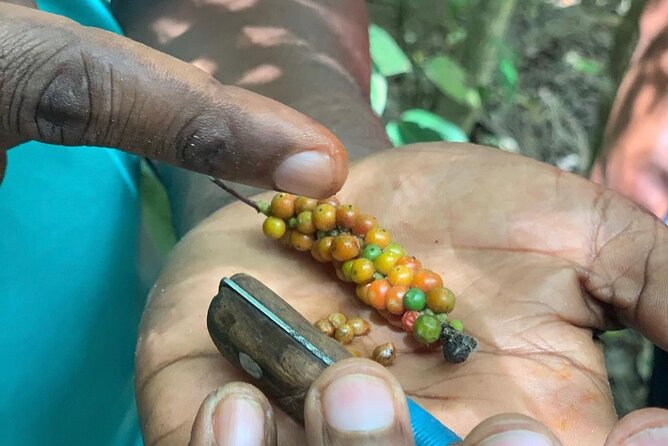STONE TOWN and SPICE FARM TOUR ( Lunch Included ) - Practical tips to get the most out of the 3-hour flow