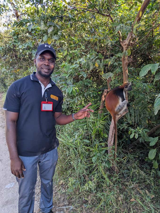 Stone Town: Jozani Chwaka Bay National Park Half-Day Tour - Stone Town pickup, then straight into Jozani Forest