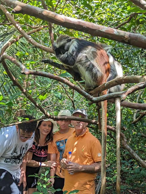 Stone Town: Jozani Chwaka Bay National Park Half-Day Tour - What else you’ll spot besides the main stars