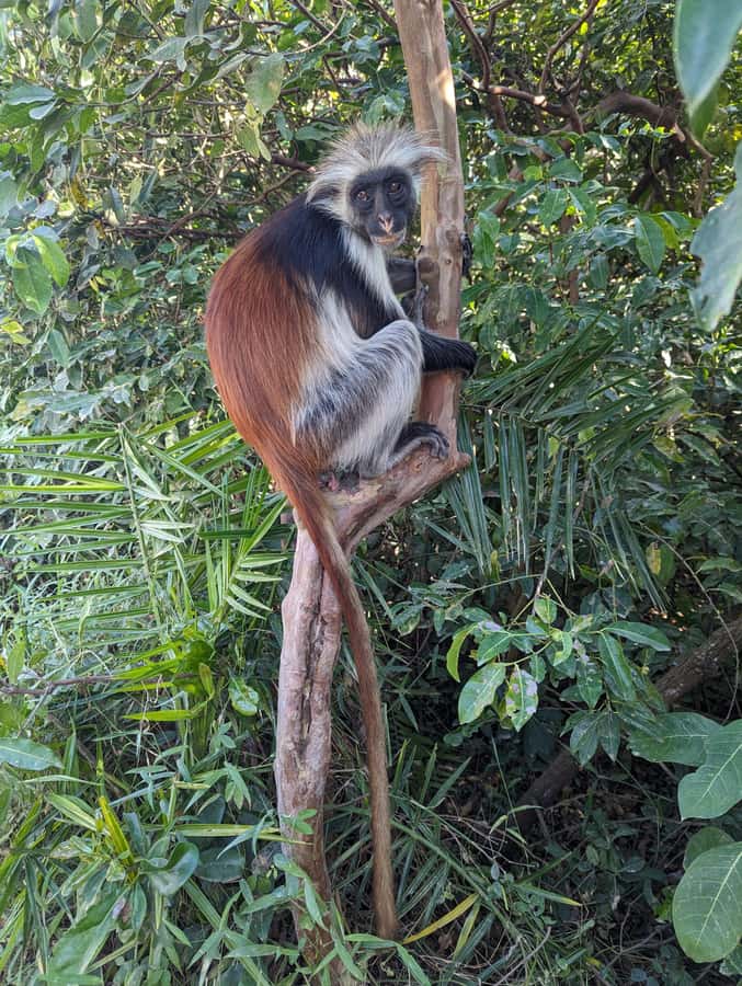 Stone Town: Jozani Chwaka Bay National Park Half-Day Tour - Who this tour suits best (and who should skip it)