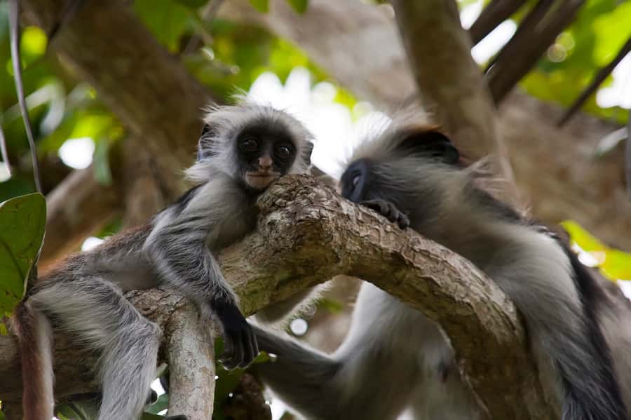 Stone Town: Jozani Chwaka Bay National Park Half-Day Tour - The forest nature trail: where you’re most likely to see red colobus
