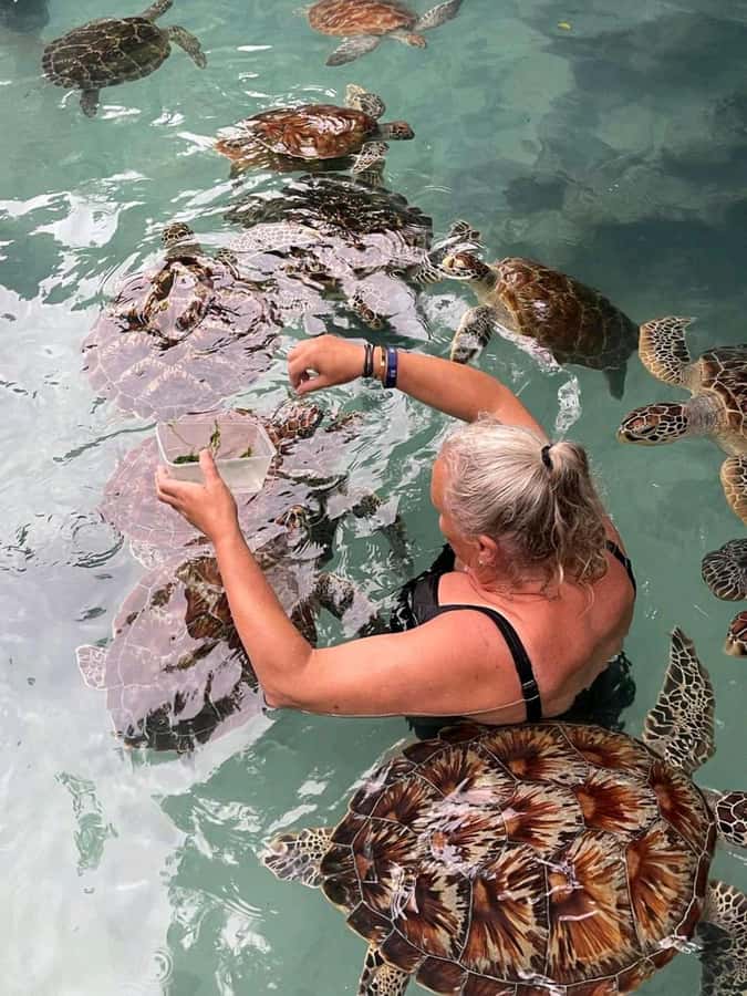 Stone Town, Jozani Forest, Sea Turtles & The Rock Restaurant - Stone Town Walk With a Guide Who Can Point to What Matters
