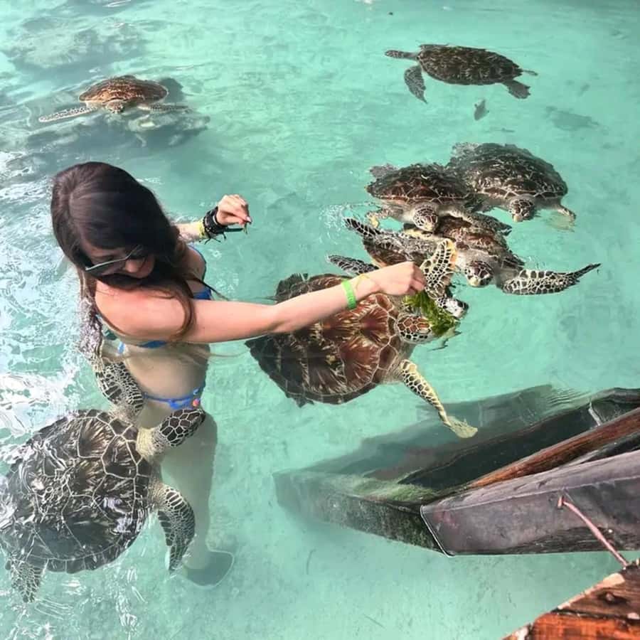 Stone Town, Jozani Forest, Sea Turtles & The Rock Restaurant - Sea Turtle Sanctuary and the Salaam Cave Swim, What You Need to Know