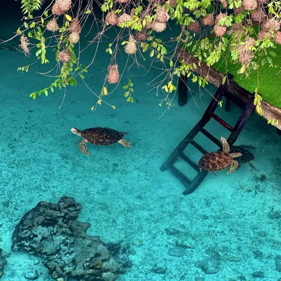 Stone Town, Jozani Forest, Sea Turtles & The Rock Restaurant - Jozani Chwaka Bay National Park and the Red Colobus Spotting