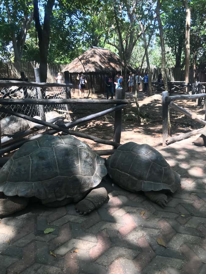 Stone Town: Stone Town and Prison Island Private Day Trip - National Museum details, Arab Fort views, and the Freddie Mercury House route