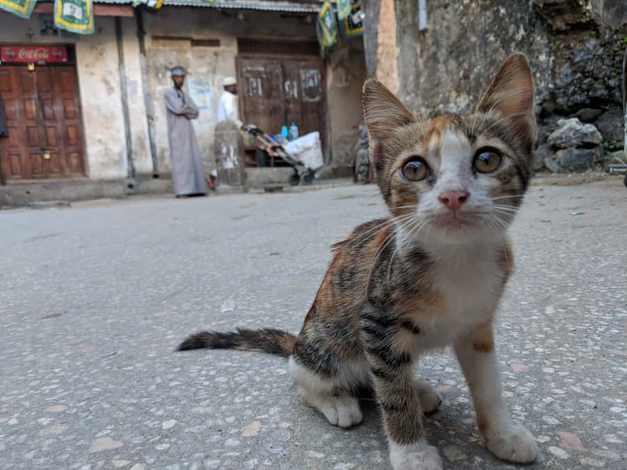 Stonetown Historical Walking Tour & Traditional Lunch - Palace Museum: a stop for architecture fans and history readers