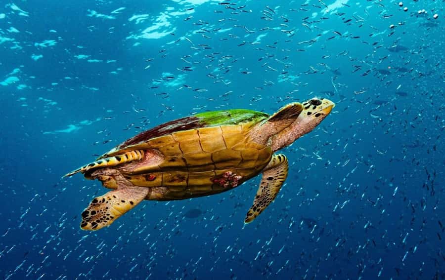 Swim with Sea Turtles, Kuza Cave, Paje Beach, The Rock Lunch - Jozani Forest and the red colobus monkeys