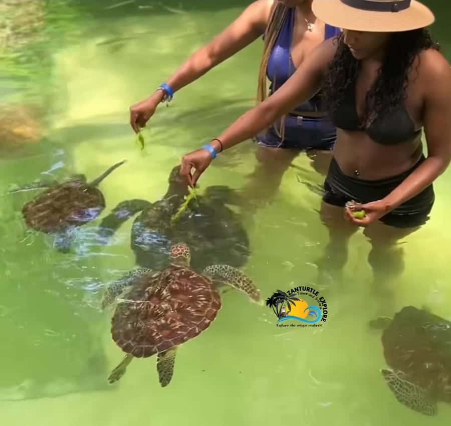Swim with Turtles at The Lagoons Zanzibar & Stone Town Tour - Conservation meets real life: rescued turtles and what staff will explain