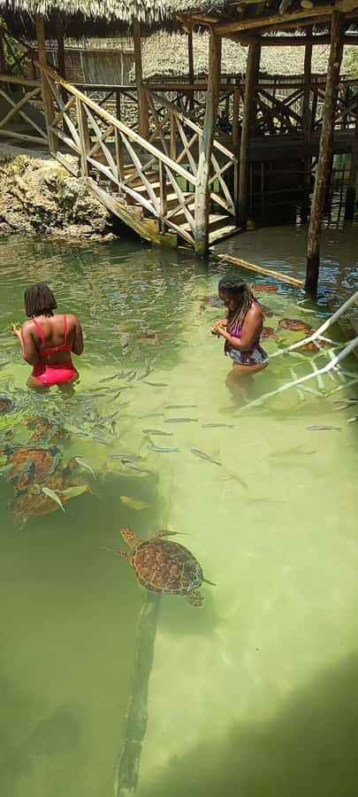 Swimming with tirltes at The Lagoons Zanzibar in Nungwi - Key things that make this turtle swim special