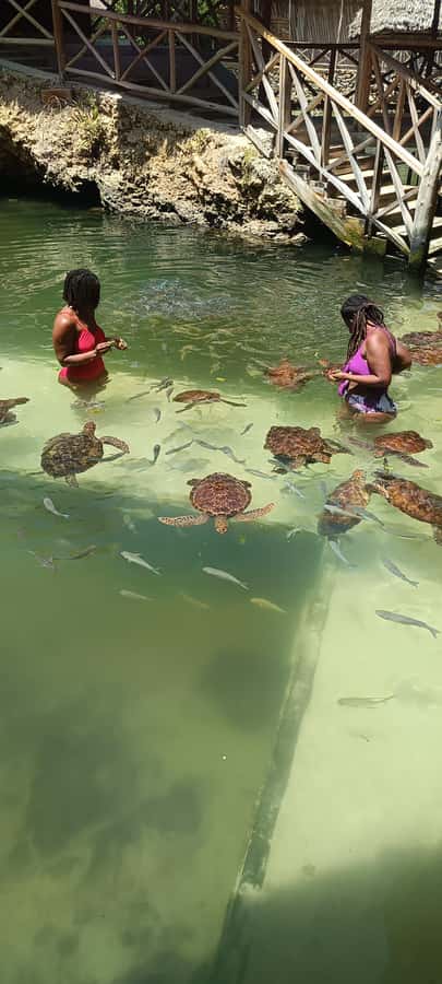 Swimming with tirltes at The Lagoons Zanzibar in Nungwi - Swimming with turtles in the natural cave pool